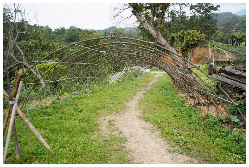 [頭城住宿推薦]蜻蜓石民宿。台灣的烏布仙境民宿。自然、昆蟲、戶外泳池、一泊三食。開放用餐無菜單料理~昆蟲教育活動~