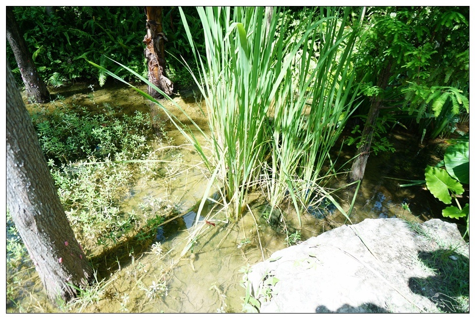 [墾丁親子飯店]2016悠活主題夏令營YOHO BEACH RESORT。台灣clubmed，精緻夏令營參與記錄～阿信巧克力農場、台菜料理王餐廳、萬里桐海邊觀星