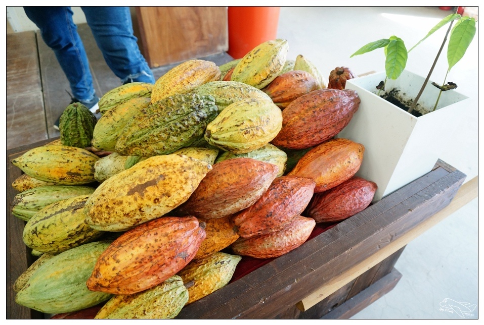 [墾丁親子飯店]2016悠活主題夏令營YOHO BEACH RESORT。台灣clubmed，精緻夏令營參與記錄～阿信巧克力農場、台菜料理王餐廳、萬里桐海邊觀星