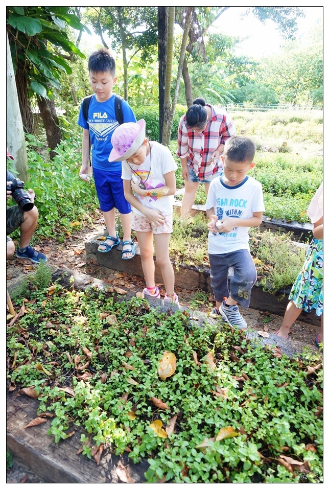 [墾丁親子飯店]2016悠活主題夏令營YOHO BEACH RESORT。台灣clubmed，精緻夏令營參與記錄～阿信巧克力農場、台菜料理王餐廳、萬里桐海邊觀星