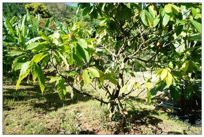 [墾丁親子飯店]2016悠活主題夏令營YOHO BEACH RESORT。台灣clubmed，精緻夏令營參與記錄～阿信巧克力農場、台菜料理王餐廳、萬里桐海邊觀星