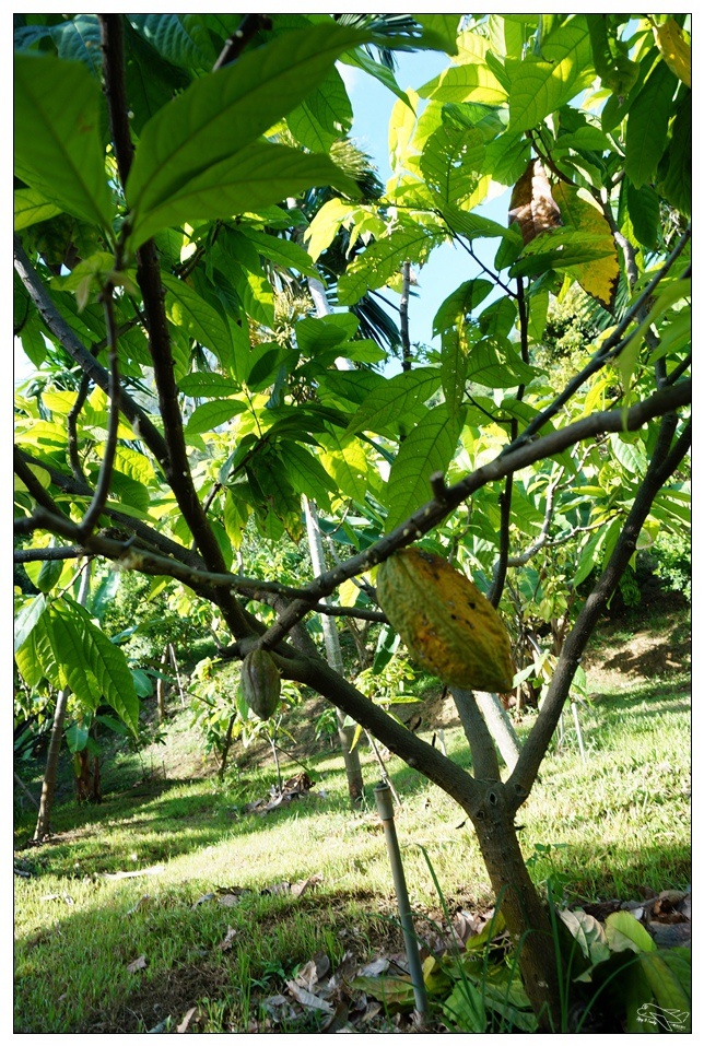 [墾丁親子飯店]2016悠活主題夏令營YOHO BEACH RESORT。台灣clubmed，精緻夏令營參與記錄～阿信巧克力農場、台菜料理王餐廳、萬里桐海邊觀星