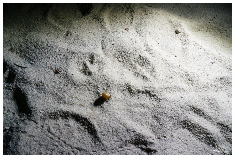 [墾丁親子飯店]2016悠活主題夏令營YOHO BEACH RESORT。台灣clubmed，精緻夏令營參與記錄～阿信巧克力農場、台菜料理王餐廳、萬里桐海邊觀星