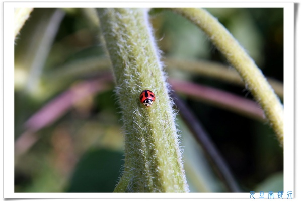 [日子的顏色]年假南遷。曬小孩~