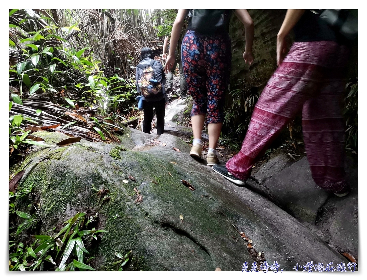 離台灣最近的雨林｜東馬古晉峇哥國家公園，走一趟雨林、看一片原始、靜一下心～