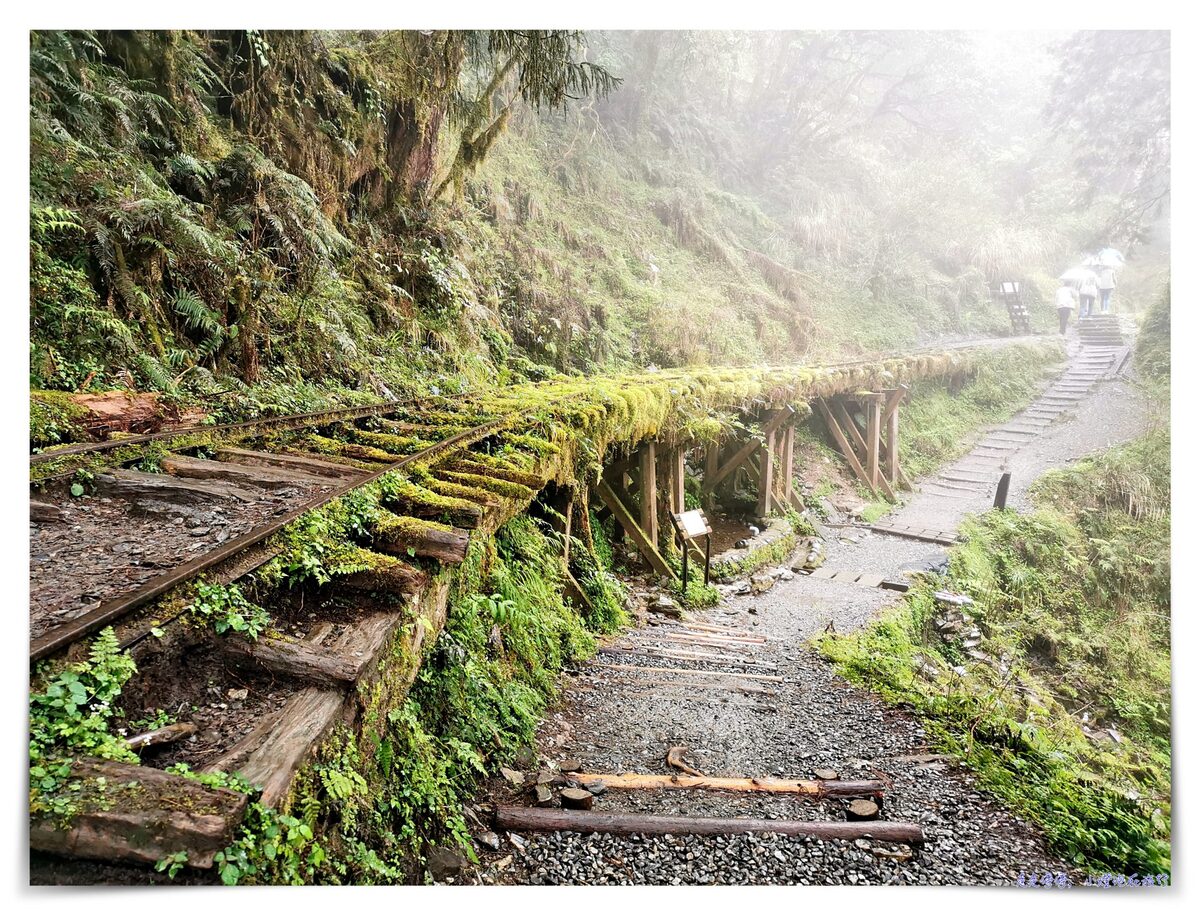 世界最美28條小路之一｜宜蘭太平山。見晴懷古步道，see the clear，讓心放空、讓身子舒坦的絕美火紅步道～