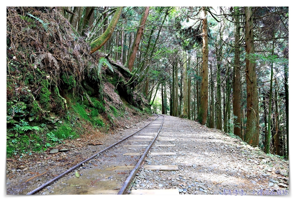 特富野古道攻略｜這才是網美步道、最美森林鐵道。古道、鐵道、森林、橋樑四大特色，平緩好走、美麗好拍～連老人、小孩、小寵物都可以走上一趟～