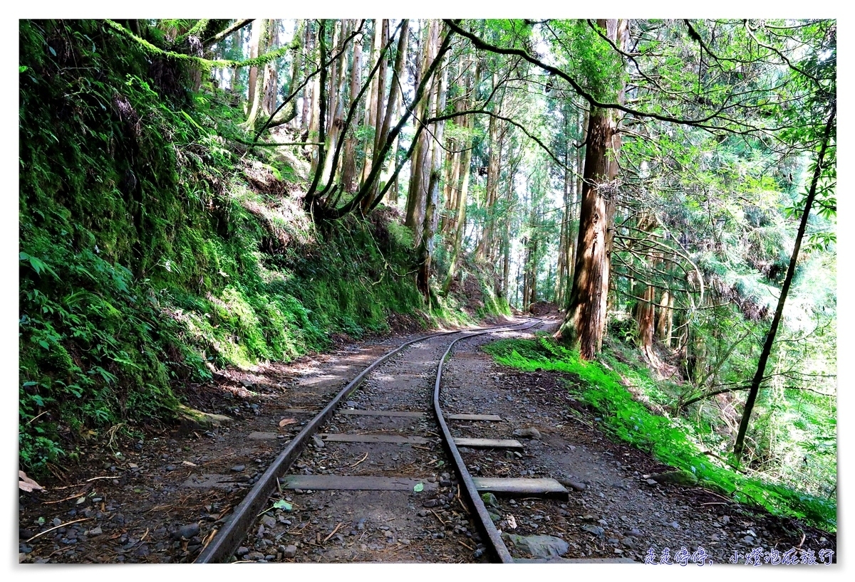 特富野古道攻略｜這才是網美步道、最美森林鐵道。古道、鐵道、森林、橋樑四大特色，平緩好走、美麗好拍～連老人、小孩、小寵物都可以走上一趟～