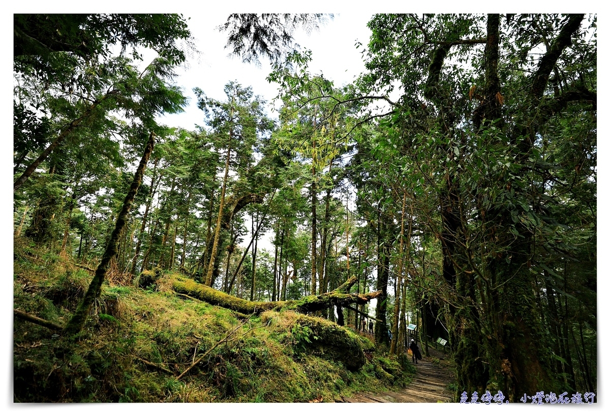 亞洲最大神木園區｜棲蘭森林遊樂區神木園區，看見台灣不一樣的價值瑰麗寶藏，中國古人命名的巨大神木，準世遺名單