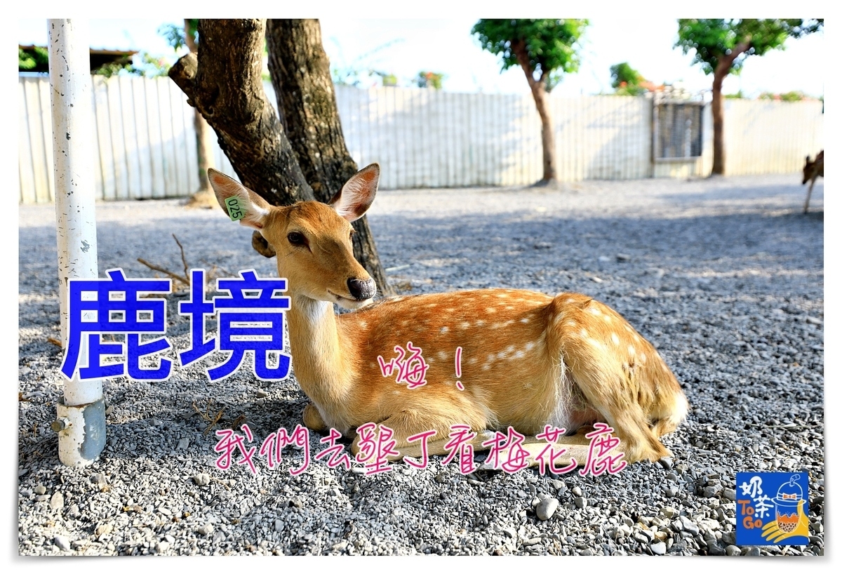 鹿境｜墾丁版奈良場景，讓孩子親近動物、學習與小鹿和平相處～ @走走停停，小燈泡在旅行