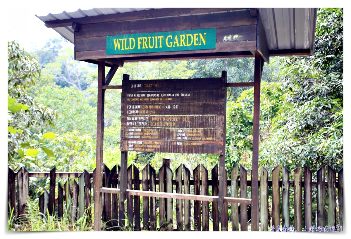 古晉實蒙谷野生動物保育中心Semenggoh Wildlife Centre ｜紅毛猩猩的復育天堂
