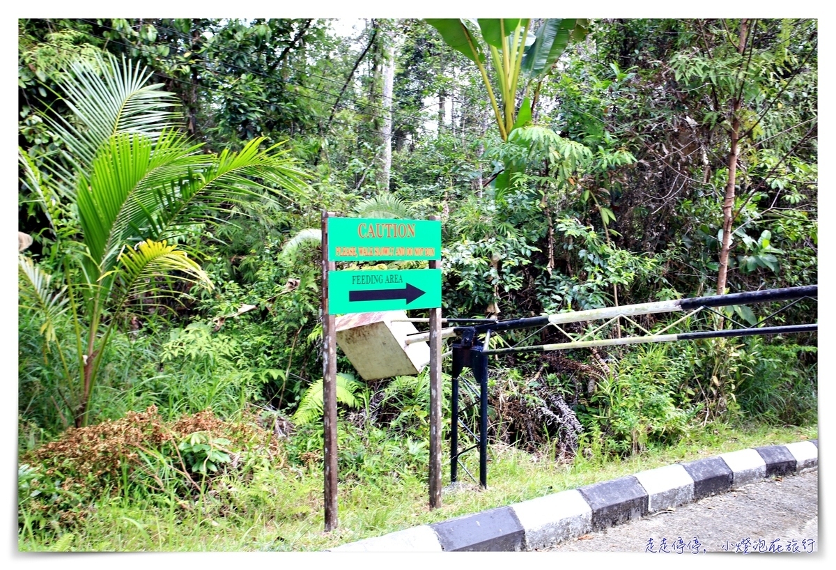 古晉實蒙谷野生動物保育中心Semenggoh Wildlife Centre ｜紅毛猩猩的復育天堂