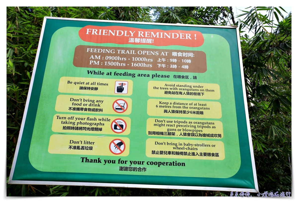 馬來西亞。古晉｜實蒙谷野生動物保育中心Semenggoh Wildlife Centre ｜紅毛猩猩的復育天堂