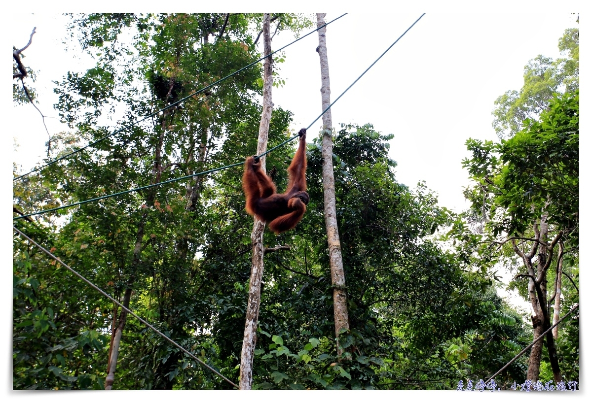 馬來西亞。古晉｜實蒙谷野生動物保育中心Semenggoh Wildlife Centre ｜紅毛猩猩的復育天堂 @走走停停，小燈泡在旅行