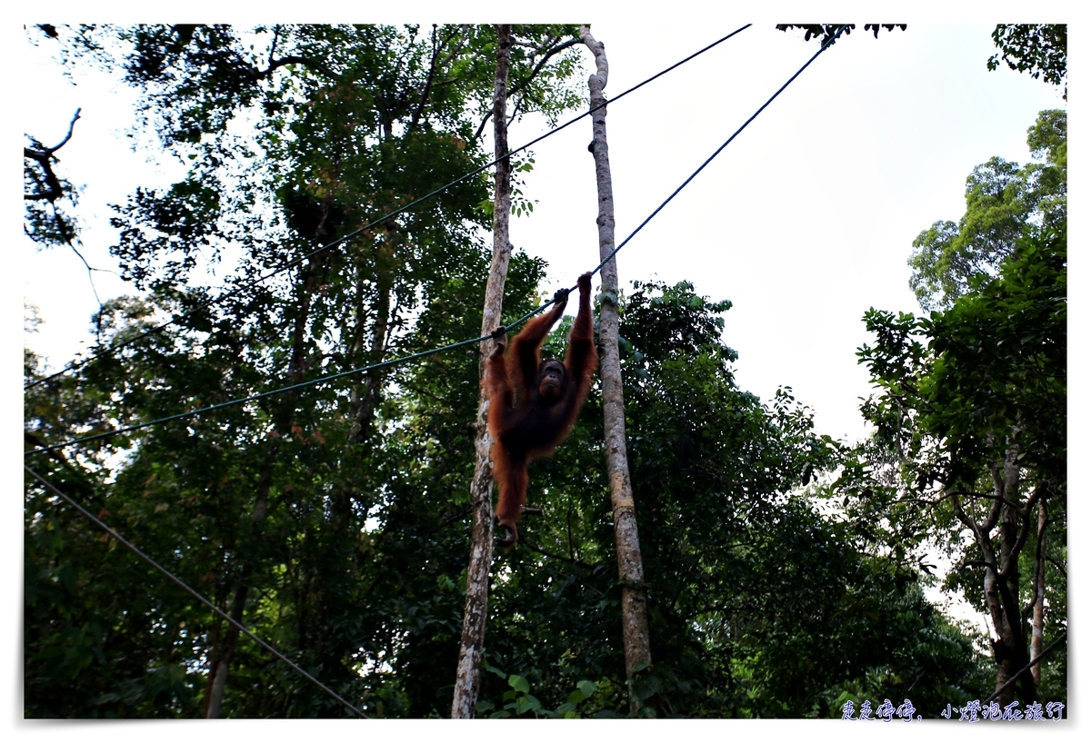 馬來西亞。古晉｜實蒙谷野生動物保育中心Semenggoh Wildlife Centre ｜紅毛猩猩的復育天堂