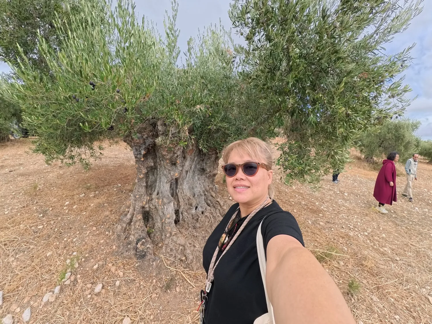 你喝的那瓶橄欖油，是真的橄欖油嗎？西班牙橄欖油怎麼選，帶你從零讀懂這瓶液態黃金 @走走停停，小燈泡在旅行