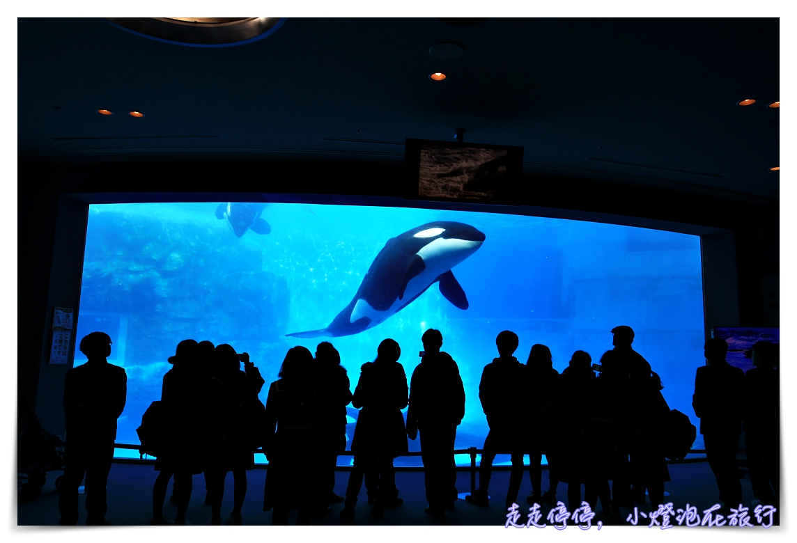 名古屋港水族館｜日本最大海豚虎鯨表演場，親子名古屋歡樂景點～（圖超多。超精彩行程）