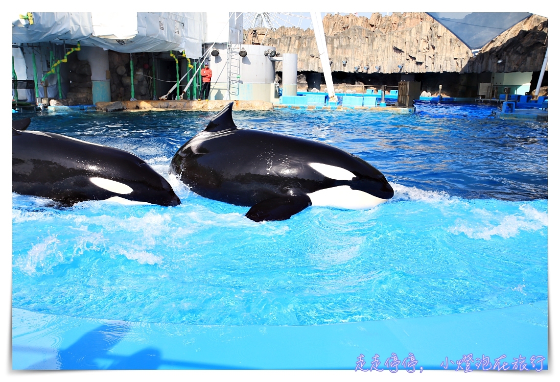名古屋港水族館｜日本最大海豚虎鯨表演場，親子名古屋歡樂景點～（圖超多。超精彩行程）