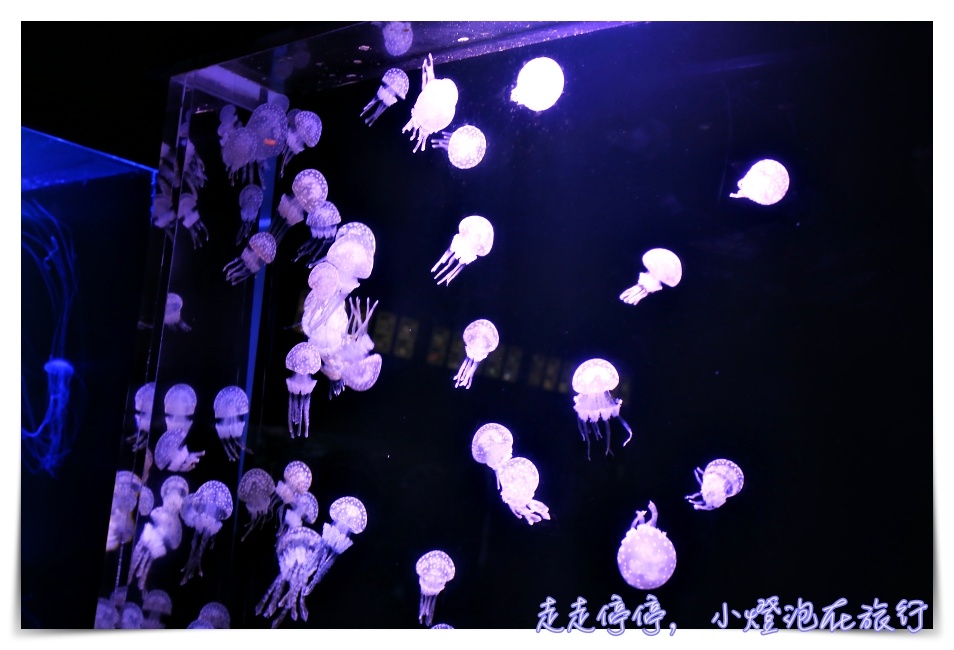 八景島海島樂園｜東京親子景點：橫濱水族館超精彩動人海洋劇場表演、生態互動區，東京近郊親子景點好去處～