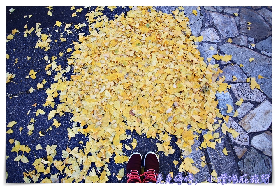 深秋的黃色饗宴｜金黃色大阪御堂筋銀杏大道，走一趟金黃、走一趟心靈～