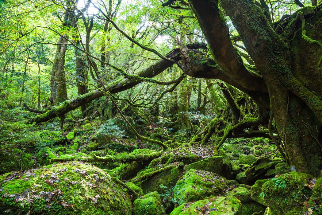 Yakushima, Japan - Moss forest on the trail to Taikowa Rock NYTCREDIT: Lauryn Ishak for The New York Times